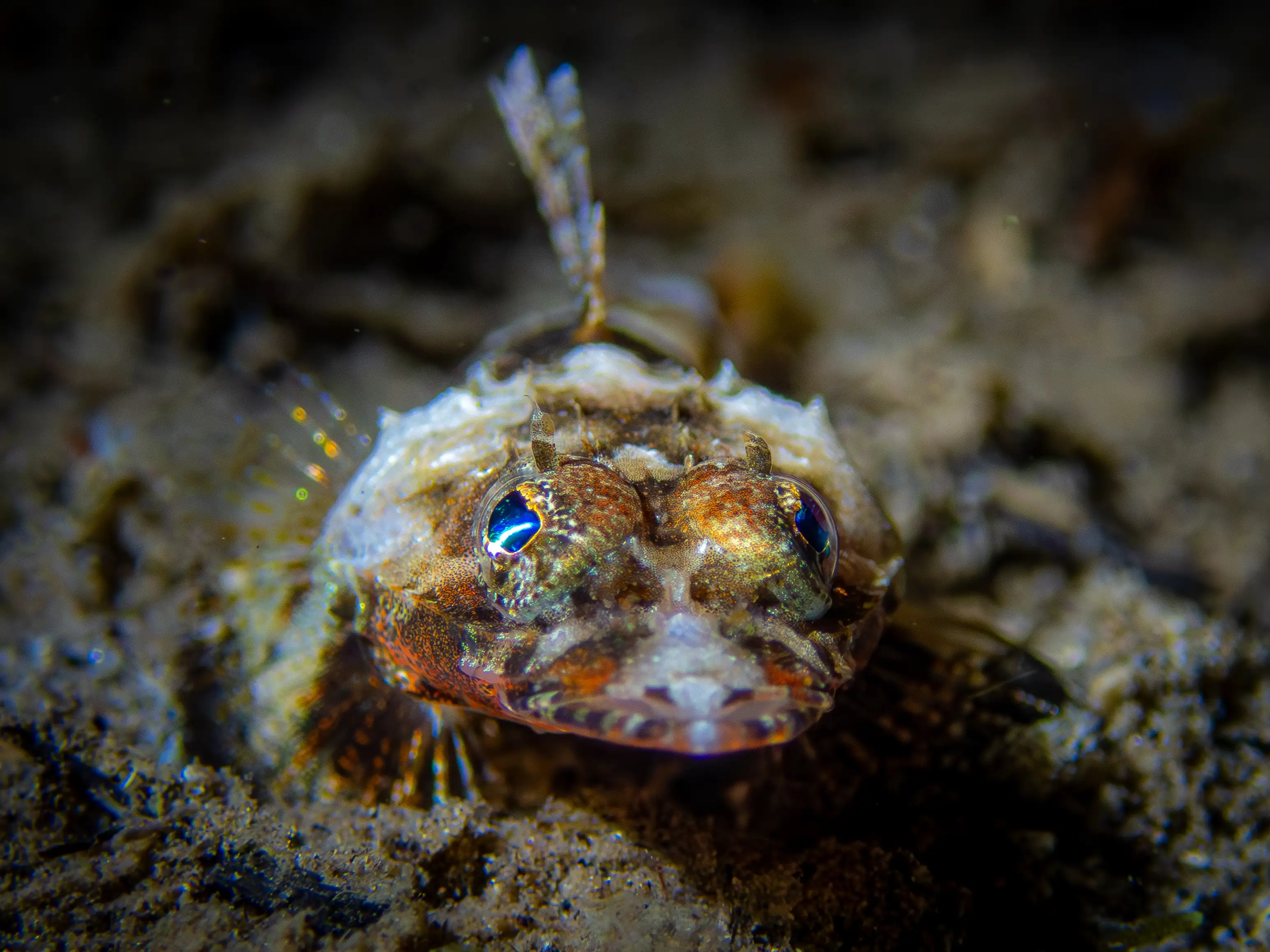 Crocodile fish - La Tortue house reef - 5m - night dive
